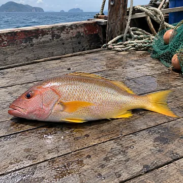 ปลาจวดเหลือง ทั้งตัว