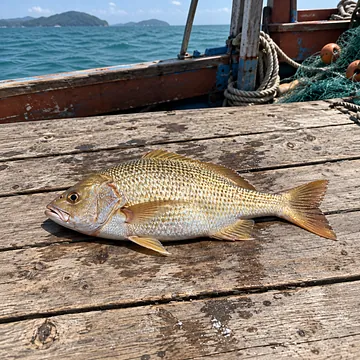 ปลากะพงทอง ทั้งตัว