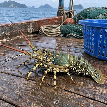 กุ้งมังกร 7 สี (เป็นๆ)