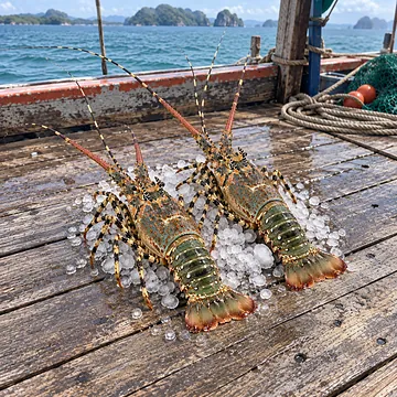 กุ้งมังกร 7 สี เกรดซาชิมิ