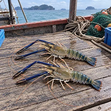 กุ้งแม่น้ำธรรมชาติ