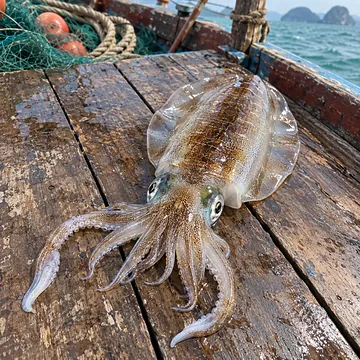 หมึกหอม เกรดซาชิมิ
