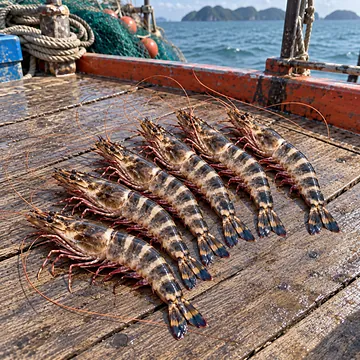 กุ้งลายเสือ ไซซ์ XL